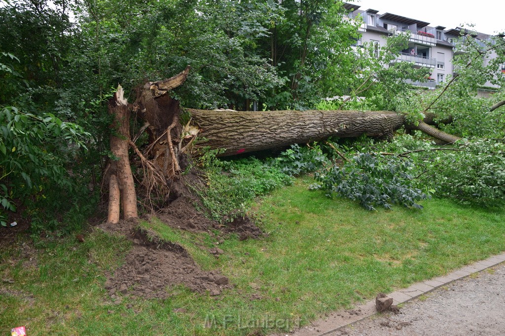 Baum umgestuerzt Koeln Vingst Waldstr P35.JPG - Miklos Laubert